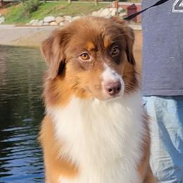 Willow - Australian Shepherd