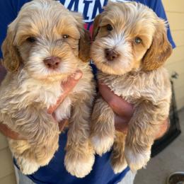 Australian Labradoodle puppies from Sweet Home Labradoodles