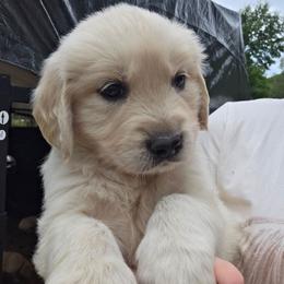 Boy 4 - Light golden male Golden Retriever puppy in Lawtey, Florida from Rise and Shine Goldens