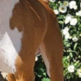 Basenjis from Wyoland Basenji's