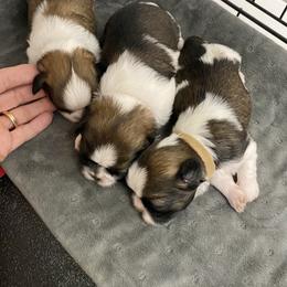 Shih Tzu Puppies from Willow Lane Shih Tzus