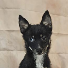 Abby - Tri-color female Pomsky puppy in Stover, Missouri from Lx2 County Line Pomskis