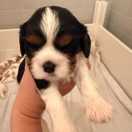 Baby Kevin - Tri-color male Cavalier King Charles Spaniel puppy in North Carolina from Waggin Tails