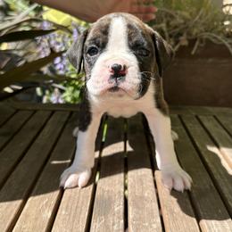 Sally - Brindle Boxer puppy in Los Angeles, California from Barrow’s Boxers