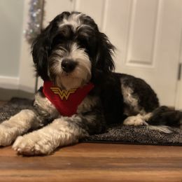 Gwynnie - Bernedoodle