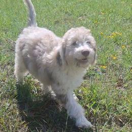 Eloise - Brown merle female Aussiedoodle puppy in Grand Saline, Texas from Aussies Acre