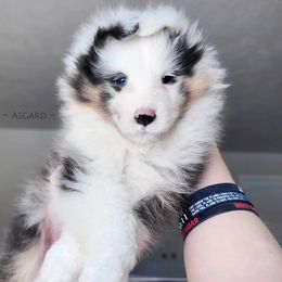 Girl 3 - Shetland Sheepdog puppy in Elk, Washington from Asgard Shetland Sheepdogs