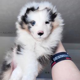 Girl 3 - Shetland Sheepdog puppy in Elk, Washington from Asgard Shetland Sheepdogs