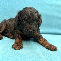 Creek - Phantom male Goldendoodle puppy in Spokane, Washington from Goldendoodles on the Prairie