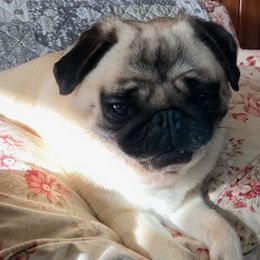 Pugs from Maureen's Pugs
