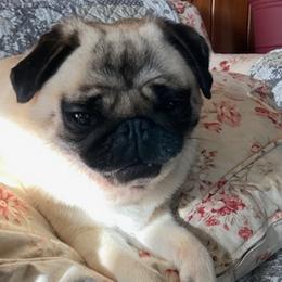 Pugs from Maureen's Pugs