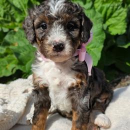 Juneau - Merle female Bernedoodle puppy in Kalifornsky, Alaska from Autumn Vanskiver