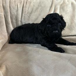 Sheldon - Apricot male Poodle puppy in Dayton, Texas from Wolfe Island Poodles