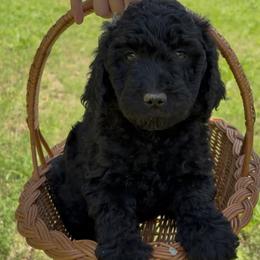 Golden Mountain Doodle Puppies from Turpin Ranch
