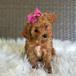 Rosie - Red female Cavapoo puppy in Hardin, Texas from Oodlesoflildoodles
