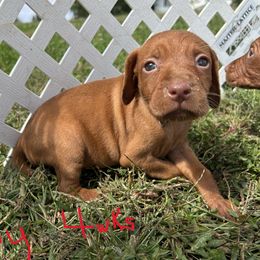 Flower - Golden rust female Vizsla puppy in Sioux County, Iowa from Pheasant Poppers Vizslas