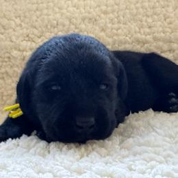 Yellow collar - Black male Labrador Retriever puppy in Big River, California from Cozy Acres Farm Labradors