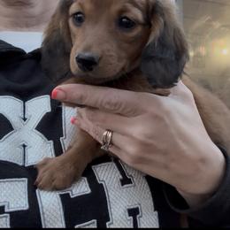 Shaded Red girl - Red female Dachshund puppy in Lubbock, Texas from It’s a Hot Mess