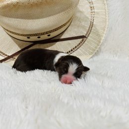 'Lady' - Red tri-color female Australian Shepherd puppy in Durand, Wisconsin from Larson’s Legacy Aussome Aussie Kennels