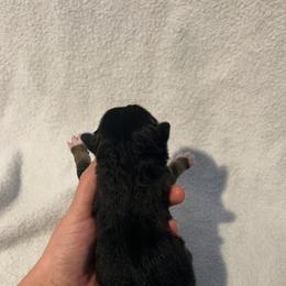 Shadow - Black tri-color female Australian Shepherd puppy in Mcmillan, Michigan from Hall-N-Auss Australian shepherds