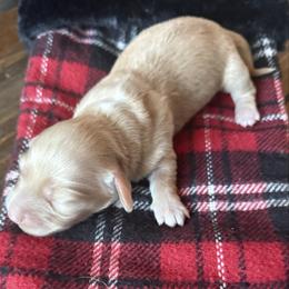 Yeti - Piebald female Dachshund puppy in Wrightwood, California from Twinkle Dachs