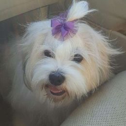 Tootie - Lhasa Apso