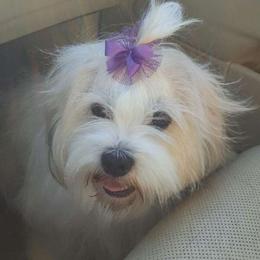 Tootie - Lhasa Apso
