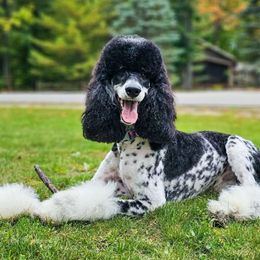Harper - Poodle