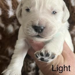 Light blue - Light golden male Golden Retriever puppy in Jesup, Georgia from Painted Platinum Retrievers (Painted Platinum Kennel) PPK