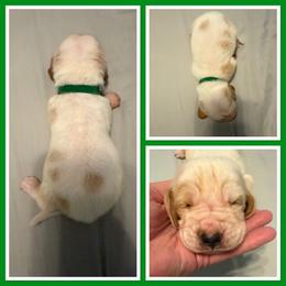 Green collar Male - Red and white male Basset Hound puppy in Columbia, South Carolina from Pawmetto Hounds