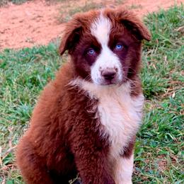 Haven - Red & white female Australian Shepherd puppy in Mineral Wells, Texas from A6 Australian Shepards