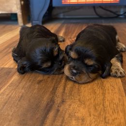 Ryder - Black and tan male Cavalier King Charles Spaniel puppy in Watkinsville, Georgia from Cavaliers of Windsor