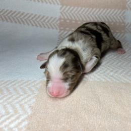 Clover - Red merle female Miniature Australian Shepherd puppy in Alabama from SBA Aussies