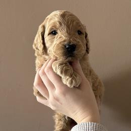 Boy 3 - male Goldendoodle puppy in Hamptonville, North Carolina from Goldendoodles of Vanhoy Farms