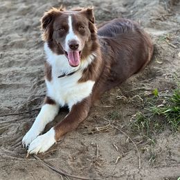 Penny - Australian Shepherd