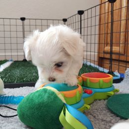 Maltese Puppies from ARIZONA MALTEE GEMS