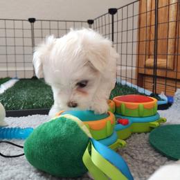 Maltese Puppies from ARIZONA MALTEE GEMS