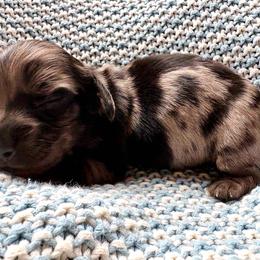 Walker - Dapple male Dachshund puppy in Cottage Grove, Oregon from Freckled Roots Farm Dachshunds