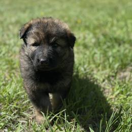 Kimi - Sable female German Shepherd puppy in Missoula, Montana from Spartan German Shepherds