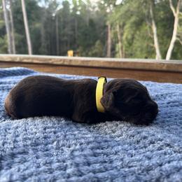 Yellow Collar - Chocolate male Boykin Spaniel puppy in Comer, Georgia from Weavers Kennels