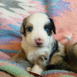 Samson - Blue merle male Miniature Australian Shepherd puppy in Willard, Missouri from Stoney Brook Aussies