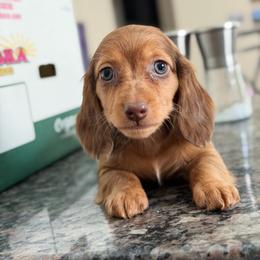 (TINY) Partial Blue Eye Shaded Red Dapple Male - Dapple male Dachshund puppy in Horizon City, Texas from Micah's Minis