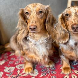 Lottie - Dachshund