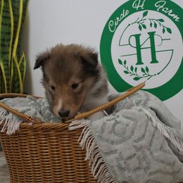 Trek - Sable male Collie puppy in Versailles, Indiana from Circle H Farm