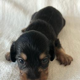 Brady - Black and tan male Dachshund puppy in Sebring, Florida from Mini Weenies
