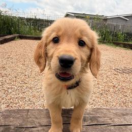 Girl 2 Rose - Dark golden female Golden Retriever puppy in Joshua, Texas from 3 Gun Retrievers