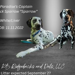 Dalmatians and Rhodesian Ridgebacks from KB Ridgebacks and Dals, LLC
