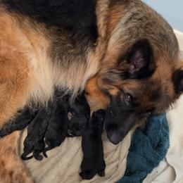 Dawes - Black and red male German Shepherd puppy in Columbus, Indiana from Stony Lonesome GSD