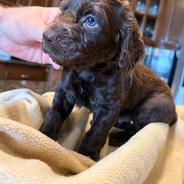 Boy 3 - Brown male Boykin Spaniel puppy in Dublin, Georgia from T3 Kennel