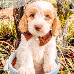 Christopher - Chocolate male Australian Labradoodle puppy in Decatur, Alabama from Southern Meadows Doodles